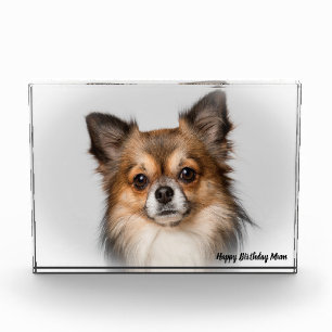 Bloc Photo Chihuahua Chien.