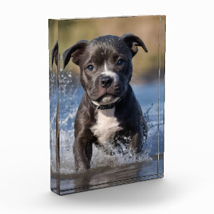 Bloc Photo Chiots Staffy faisant des éclaboussures dans la me
