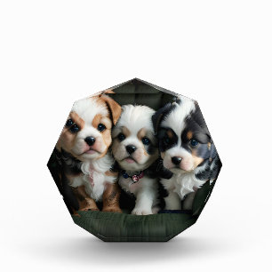 Bloc Photo Chiots super mignons sur le canapé 2