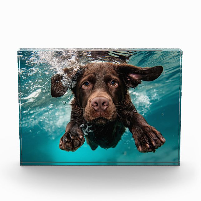 Bloc Photo Chocolat Joueur Labrador nage sous l'eau (Devant)