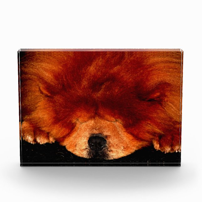 Bloc Photo Chow Chow Chow Pbcnm (Devant)