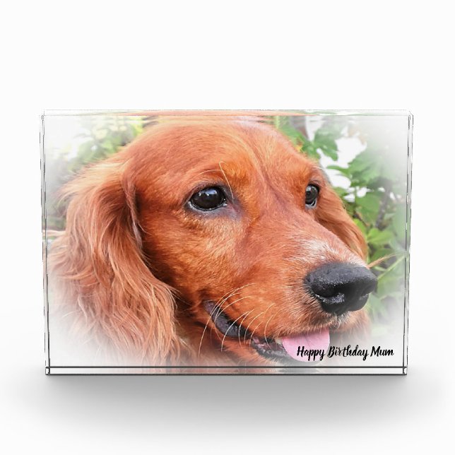 Bloc Photo Cocker Spaniel. (Devant)