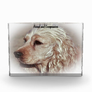 Bloc Photo Cocker Spaniel.