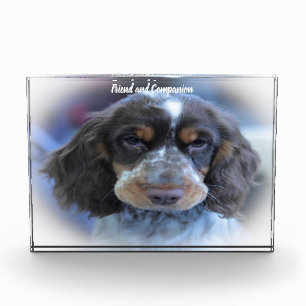 Bloc Photo Cocker Spaniel.