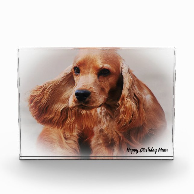 Bloc Photo Cocker Spaniel. (Devant)