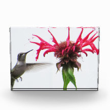 Colibri à Monarda