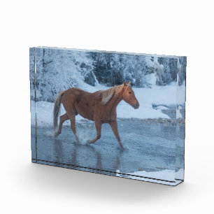 Bloc Photo Conduite de chevaux en hiver au Hideout Ranch