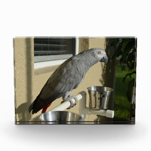 Bloc Photo Congo : Le perroquet gris africain sur pied