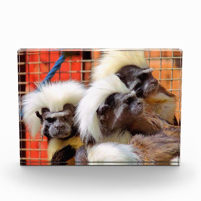 BLOC PHOTO COTON - TOP TAMARIN SINGES (Devant)