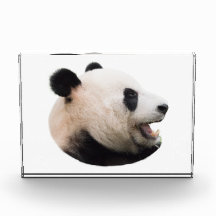 Coupe d'un ours de panda