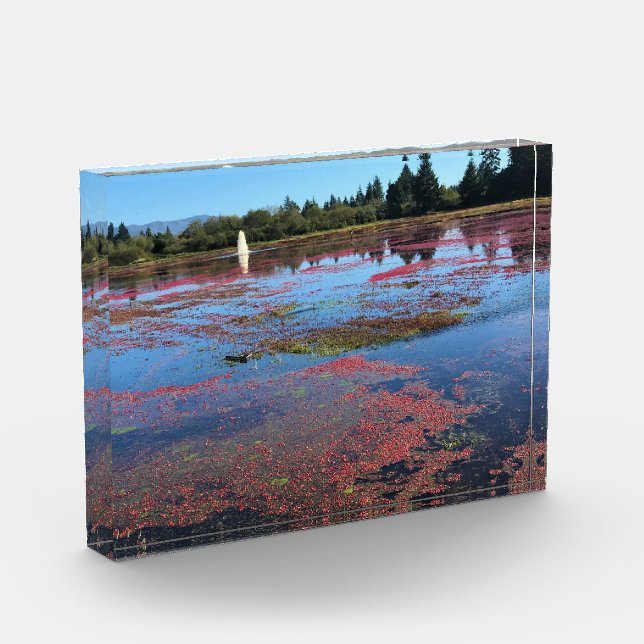 Bloc Photo Cranberry Farm, Long Beach, Washington (Gauche)