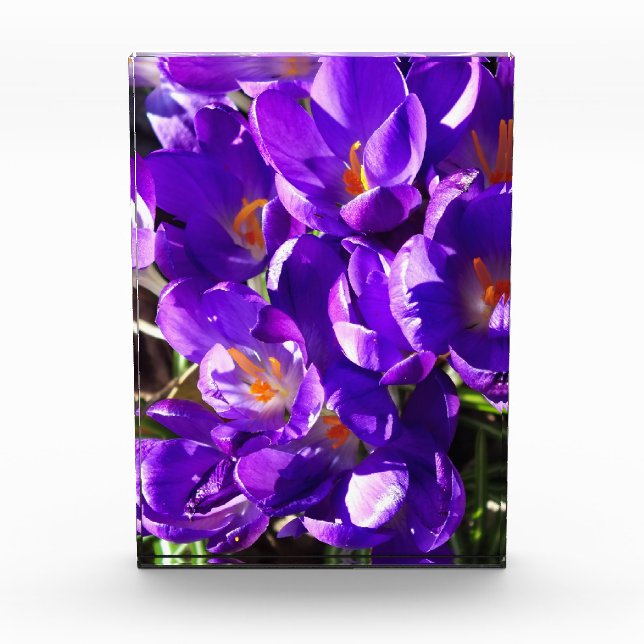 BLOC PHOTO CROCUS DE PRINTEMPS (Devant)