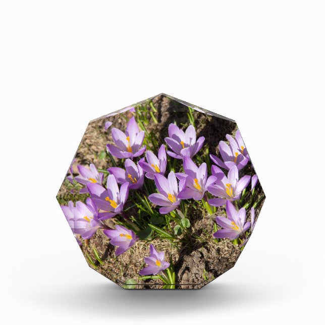 Bloc Photo Crocus de printemps mignons (Devant)