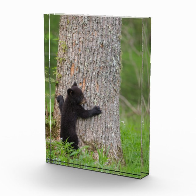 Bloc Photo Cube d'ours noir | Great Smoky Mountains (Droite)