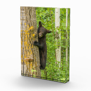 Bloc Photo Cube d'ours noir Minnesota