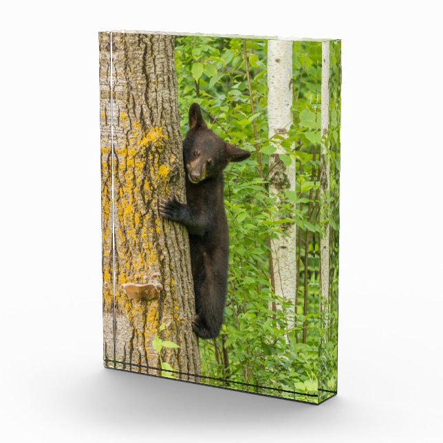 Bloc Photo Cube d'ours noir | Minnesota (Droite)