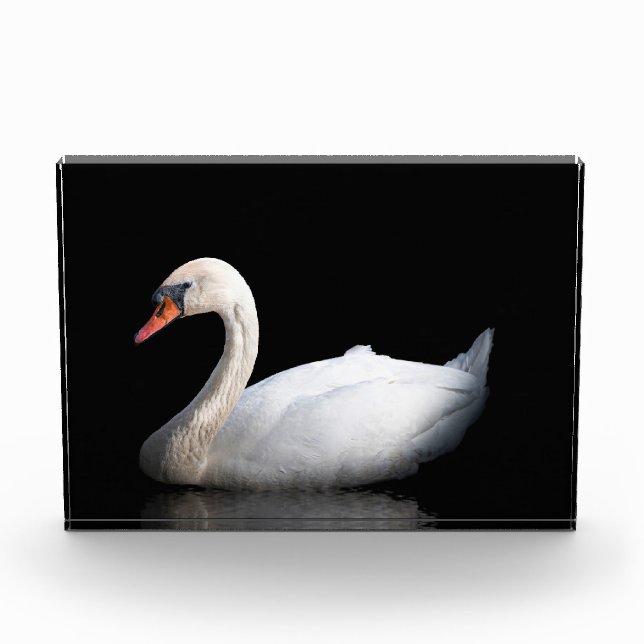 Bloc Photo Cygne blanc sur noir (Devant)