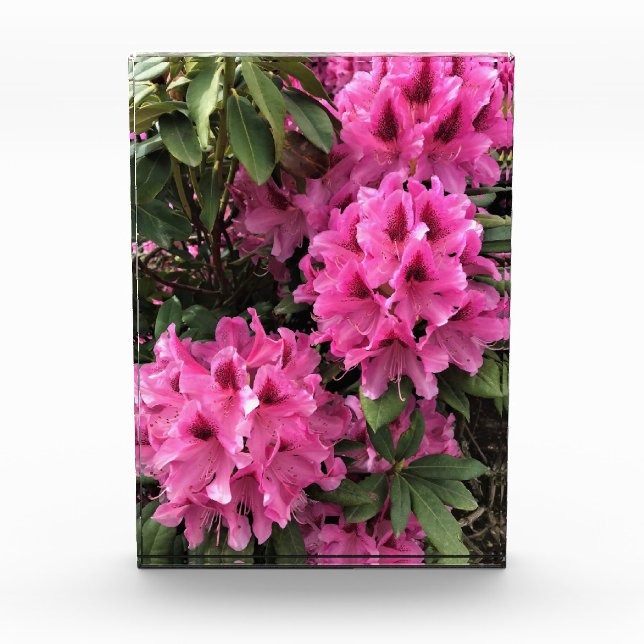 Bloc Photo Cynthia Rhododendrons, Oregon (Devant)