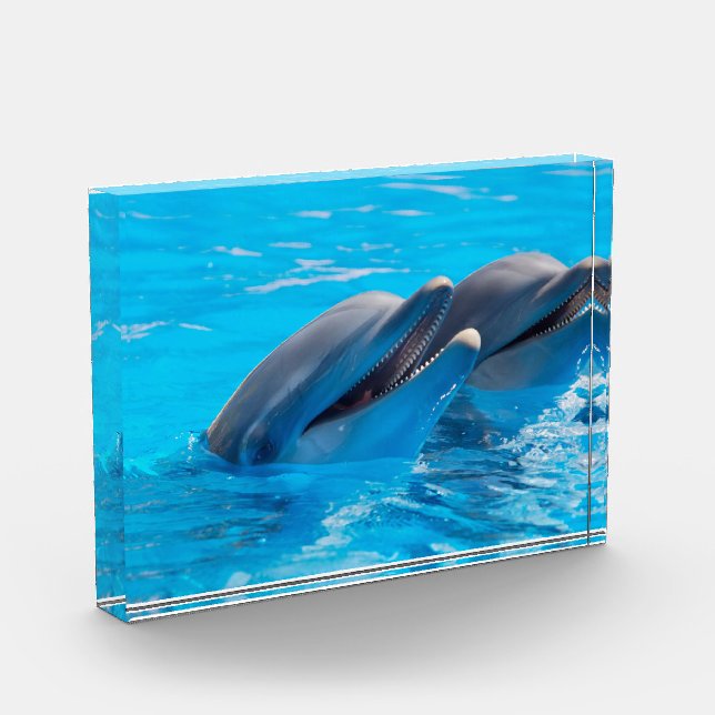Bloc Photo Dauphins souriants (Gauche)
