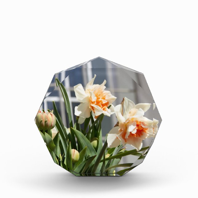 Bloc Photo Délicat mignon daffodils printemps (Devant)