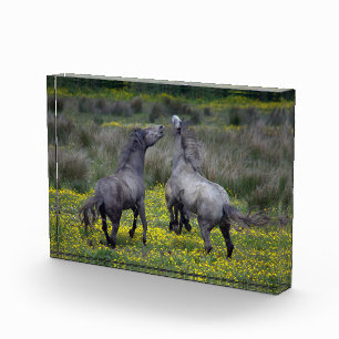 Bloc Photo Deux chevaux Buck and Play
