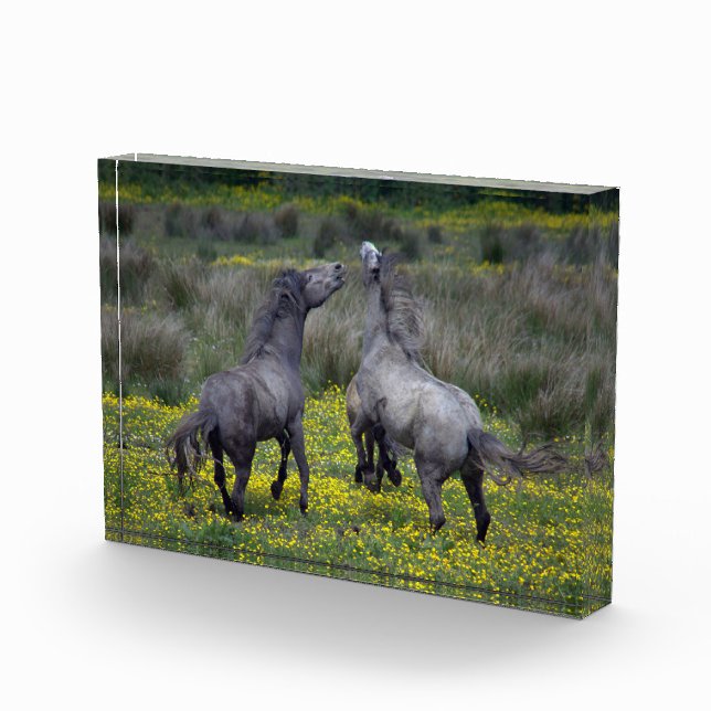 Bloc Photo Deux chevaux Buck and Play (Droite)