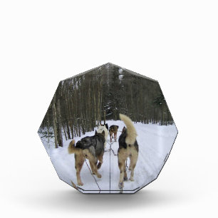 Bloc Photo Dog Sledding à Québec, Canada