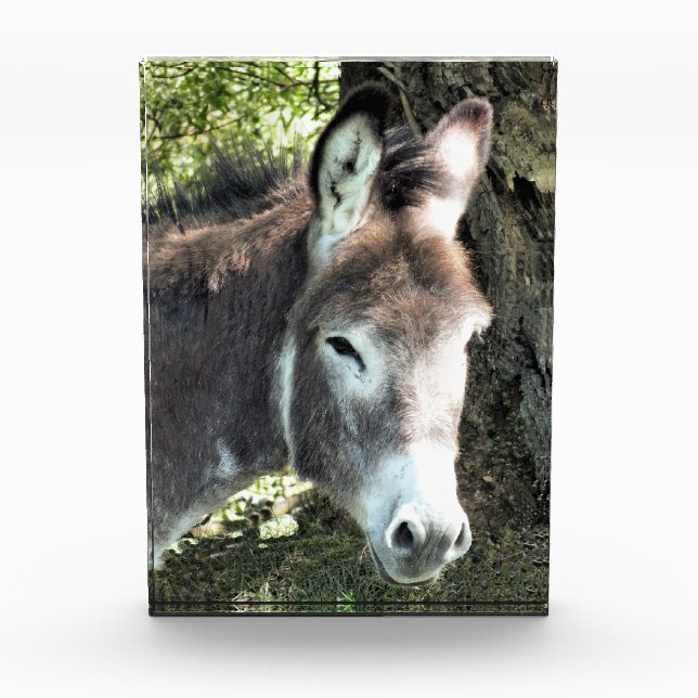 BLOC PHOTO DONKEY (Devant)