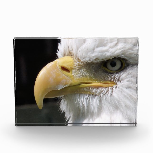 BLOC PHOTO EAGLE BIRD OF PREY (Devant)