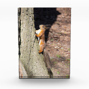 Bloc Photo Écureuil roux mignon sur un arbre