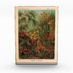 Bloc Photo Ernst Haeckel Muscinae illustration vintage