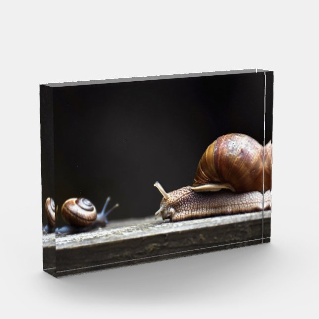 Bloc Photo Escargots - Mollusk d'escargots (Gauche)