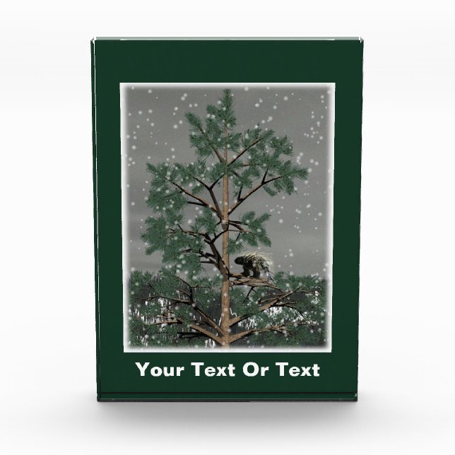 Bloc Photo Et Une Porcupine Dans Un Pin Tree (Devant)