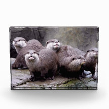 Famille de Otters