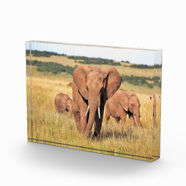 Bloc Photo Famille d'éléphants dans les buissons (Droite)