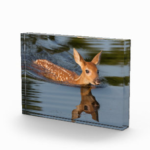 Bloc Photo Faon de cerf Minnesota