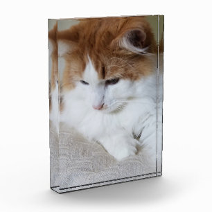 Bloc Photo (Feline Fancy) Contemplation Kitty : Photo Cat