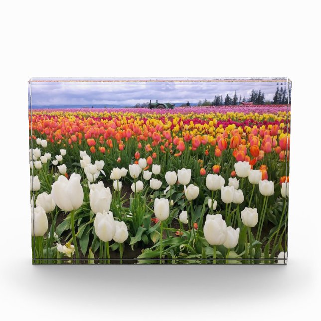 Bloc Photo Ferme de tulipes (Devant)