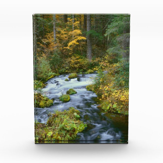 Bloc Photo Feuillage d'automne et bordure de sapin de Douglas (Devant)