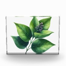 Feuilles et fleurs botaniques