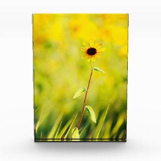 Bloc Photo fleur sauvage Noir-eyed de Susan