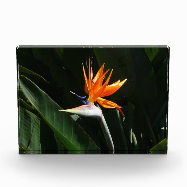 Bloc Photo Fleur tropicale orange oiseau de paradis (Devant)