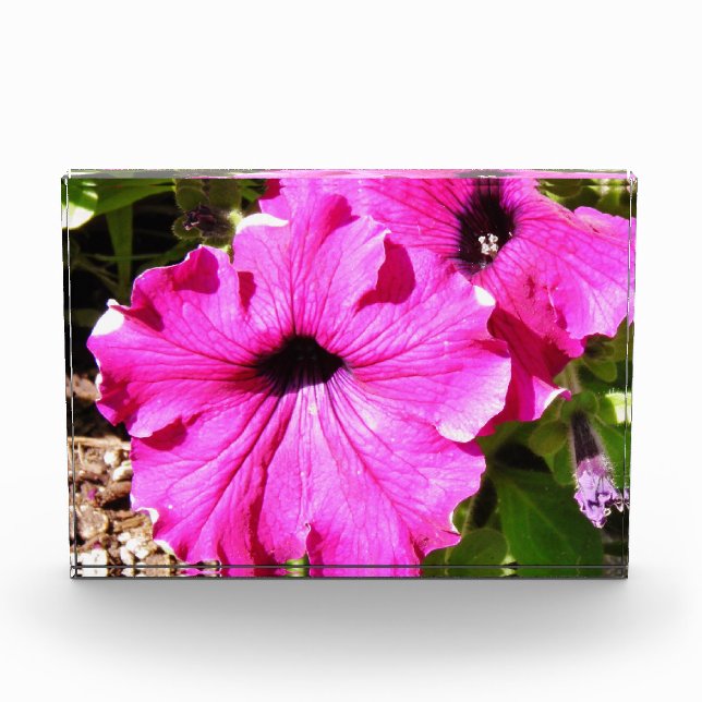 Bloc Photo Fleurs au-dessus de 2,0 (Devant)