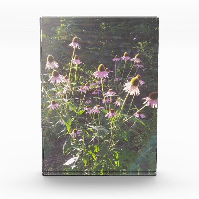 Bloc Photo Fleurs d'échinacée au soleil (Devant)