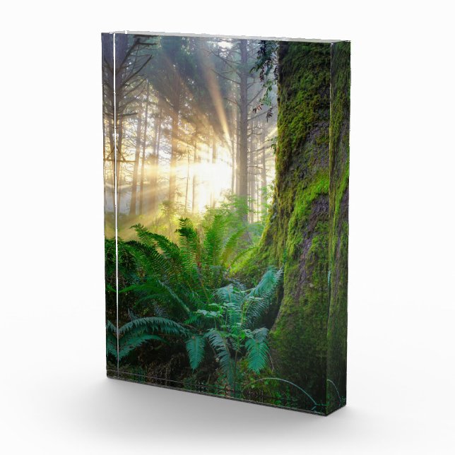 Bloc Photo Forêt de la côte pacifique, Oregon (Droite)