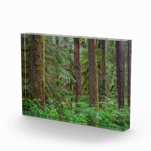 Bloc Photo Forêt nationale de Willamette | Oregon (Droite)