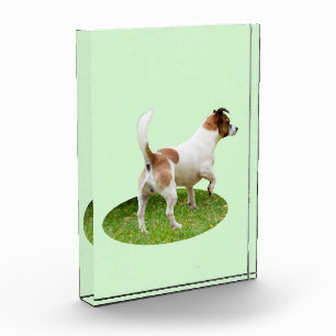 Bloc Photo Fox Terrier En alerte,