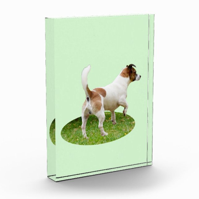 Bloc Photo Fox Terrier En alerte, (Gauche)