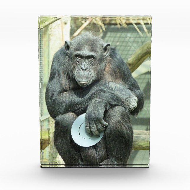 BLOC PHOTO FUNNY CHIMPANZEE (Devant)