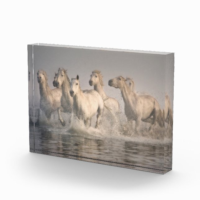 Bloc Photo Galloping à cheval dans l'eau méditerranéenne (Droite)
